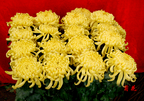 多头菊之十二头菊